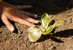 lettuce