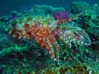 cuttlefish2!