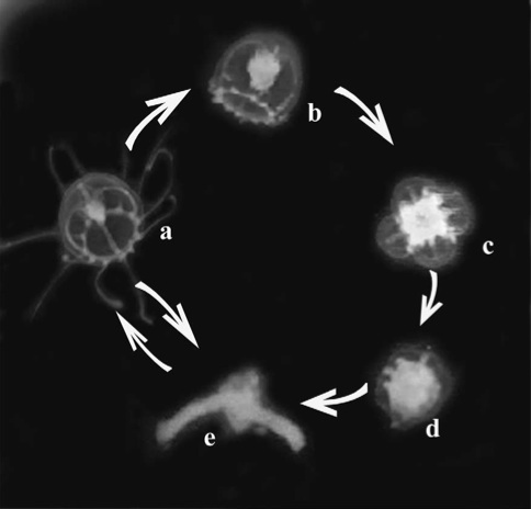 Turritopsis nutricula life cycle