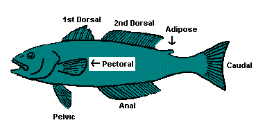 Fish anatomy