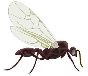 Soldier Ant