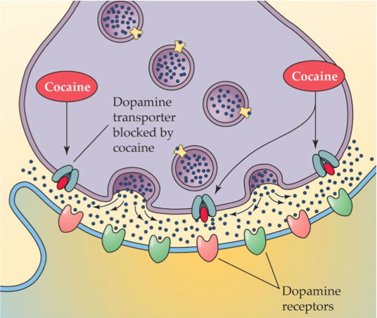 Cocaine's effects on dopamine