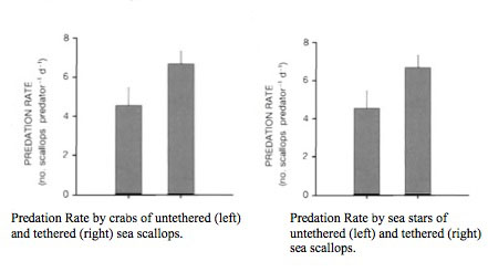 Predation by crabs and sea stars shows that sea stars have significantly higher predation of tethered scallops as compared to untethered scallops