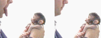 rhesus macaque infant imitation