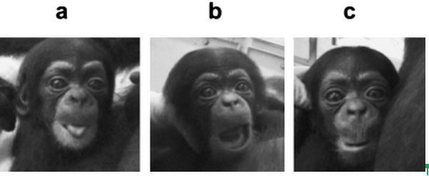 chimp faces
