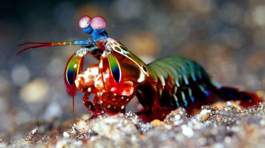 Rezultat slika za the mantis shrimp