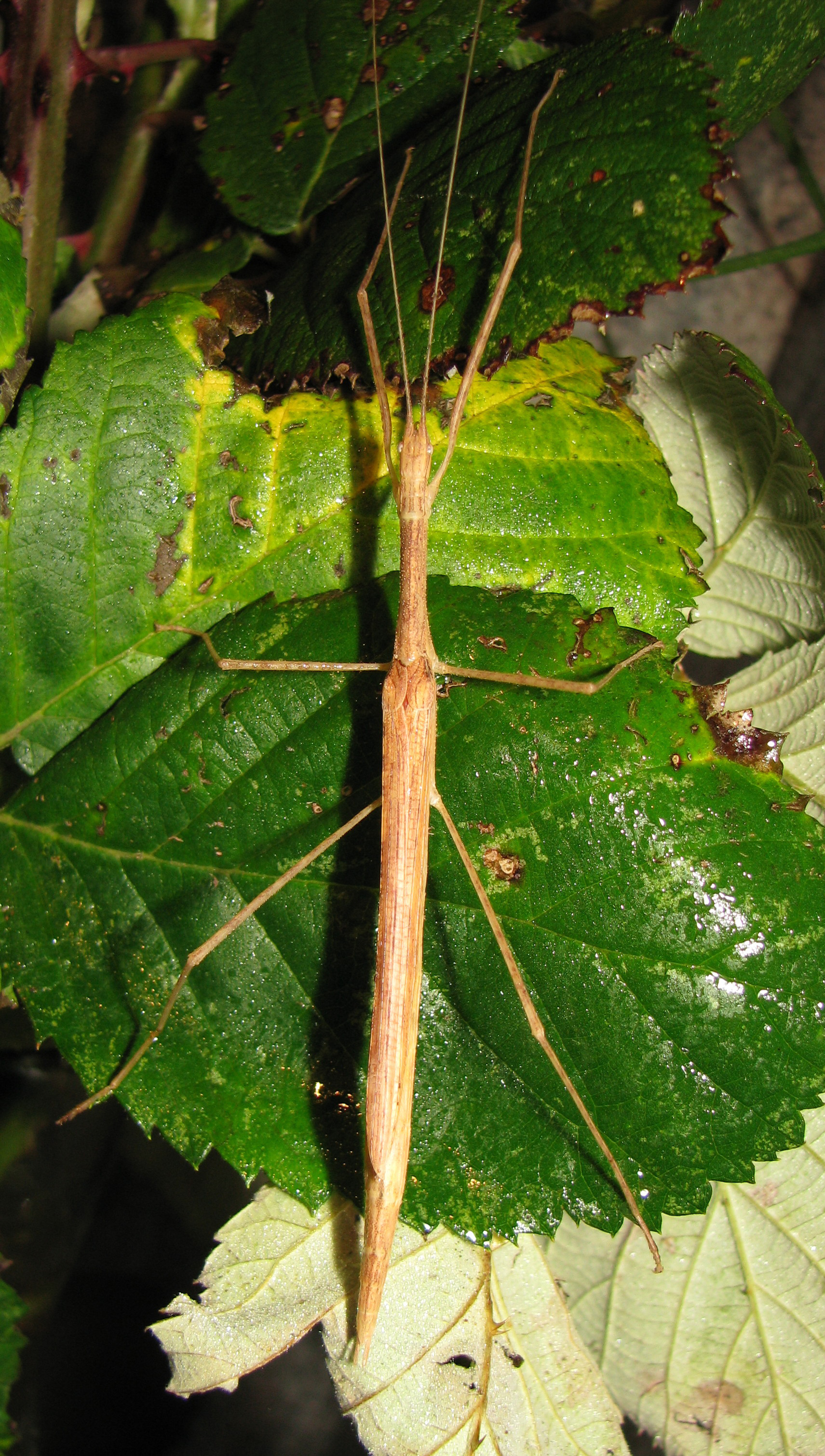 stick insect to never own