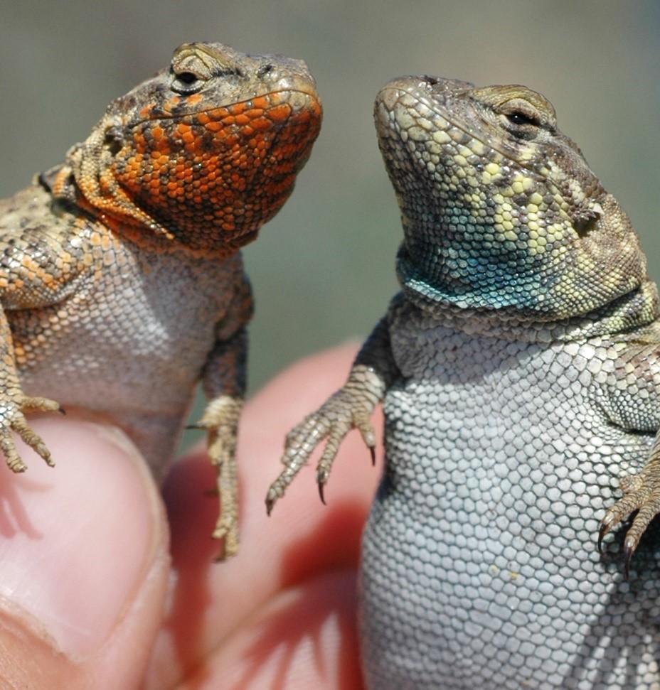 Two male side blotched lizards