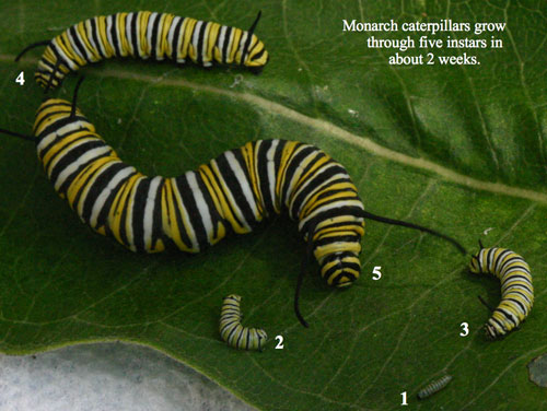 The Five instar stages of monarch larvae
