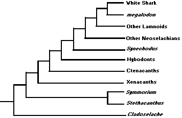 sharks evolution shark evolutionary cladogram phylogeny history fossil record ancient references related