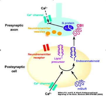 schematic representation of mechanisms underlying CB1 receptor