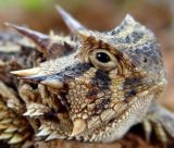 Up close and personal with a horned lizard