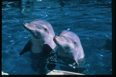 2dolphins