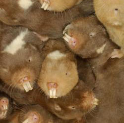 damaraland mole-rats