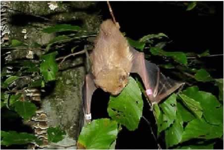 forest bat
