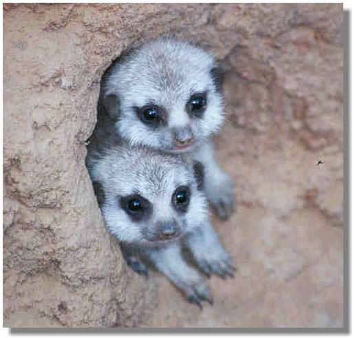2 adorable meerkat pups