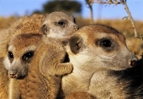 meerkats with baby meerkat