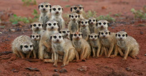 meerkat group