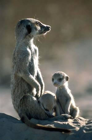 meerkat and babies