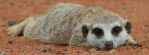 meerkat taking a rest
