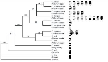 Soldier beetle phylogeny