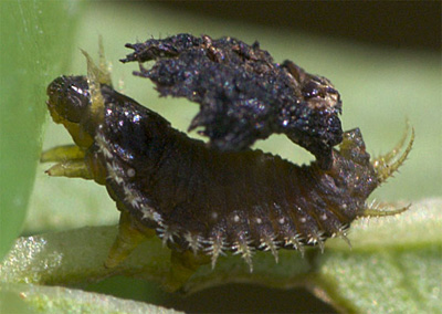 P. clavata larvae with fecal shield
