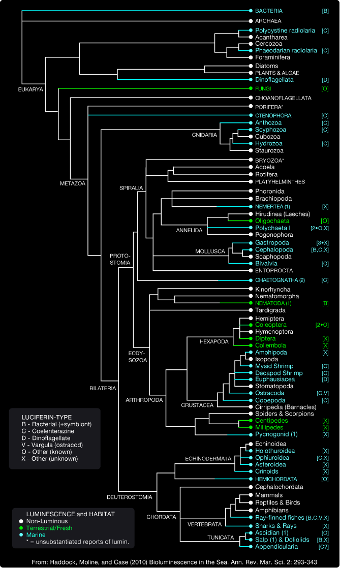 Detailed phylogenetic tree displaying marine and terrestrial bioluminescence