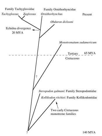 pylogeny of monotremes (Pettigrew, 1999)