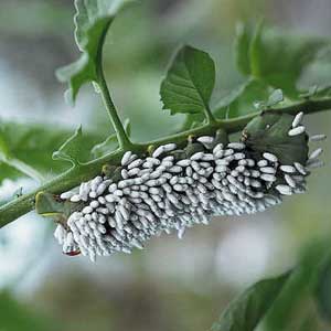 hornworm infested