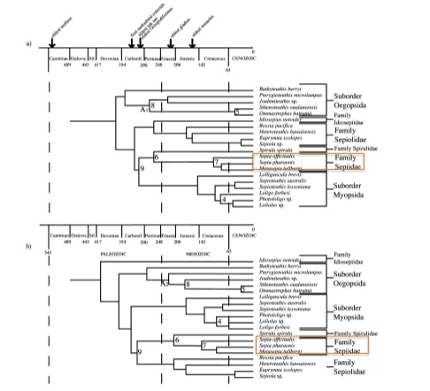 Phylogeny of Cephalopoda from nuclear genetic and fossil data (Strugnell et al., 2006)