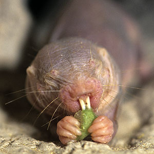 Naked Mole-Rat Eating leaf