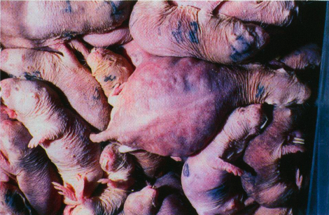 Pregnant Naked Mole-Rat