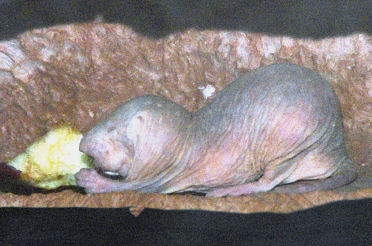 Naked Mole-Rat 