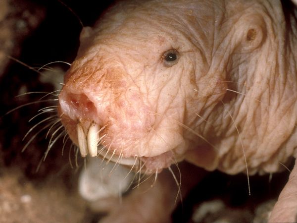 Naked Mole-Rat Close-up