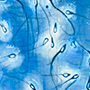 Becoming You, A Journey From A Single Cell あなたになるまで:  image