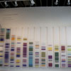 Chromosome Painting, and works from 2009-12 image