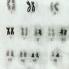 M168: Tracing the Y Chromosome image