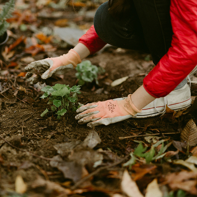 A close up of a Reed student in a red jacket and gardening gloves adding a native plant in the canyon. 