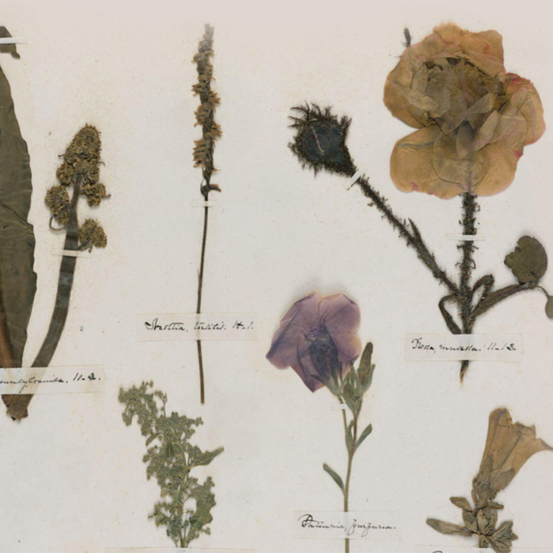A page showing six dried and pressed plant specimens from the Reed College Herbarium