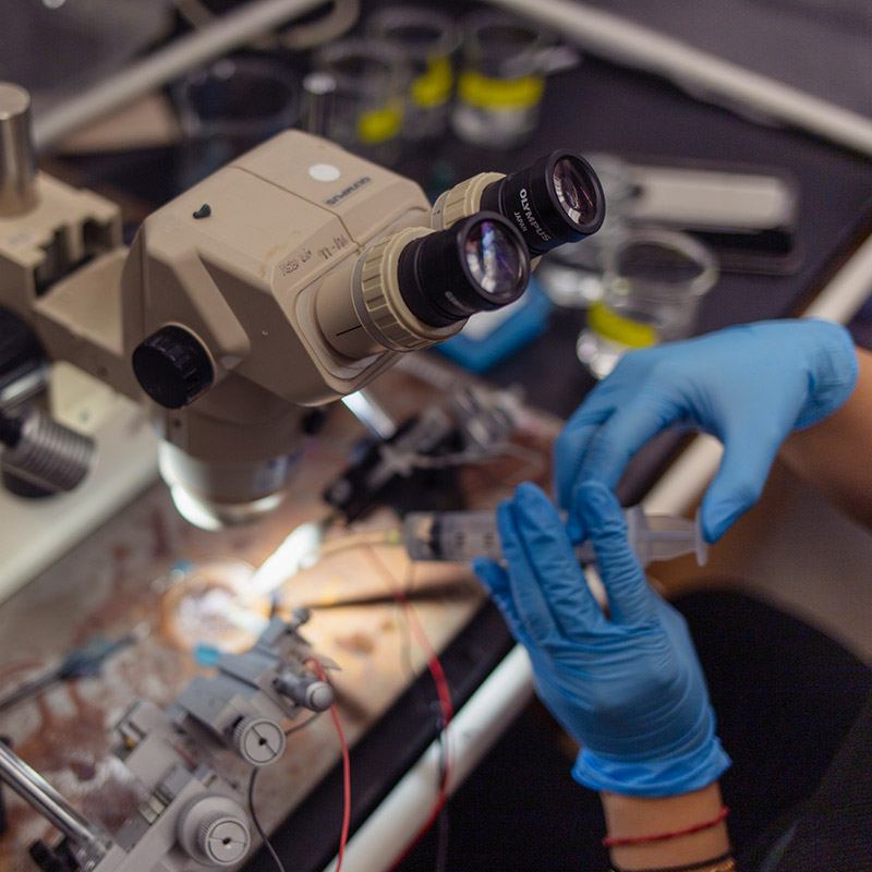 Two gloved hands hold a piece of equipment in a neurobiology and physiology lab.
