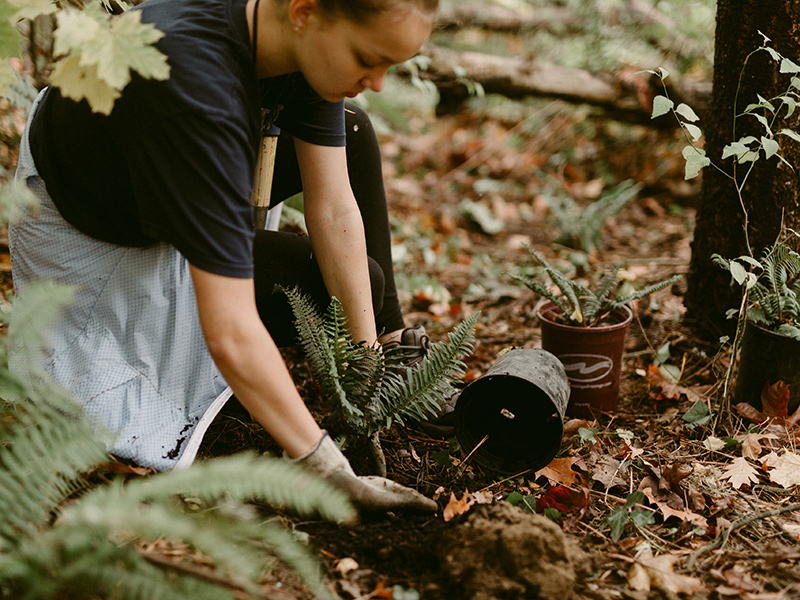 A Reed College student transplants a native plant species from a pot into the soil