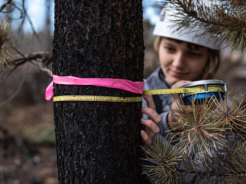 A female Reed College student wearing a helmet wraps a yellow tape measure around the trunk of a tree to measure it