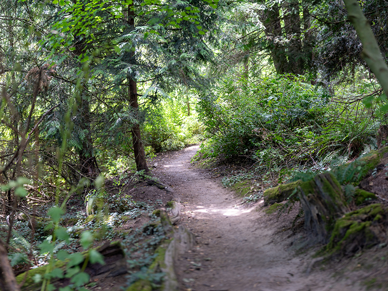A narrow dirt trail winding through lush green trees and ferns in Reed canyon.