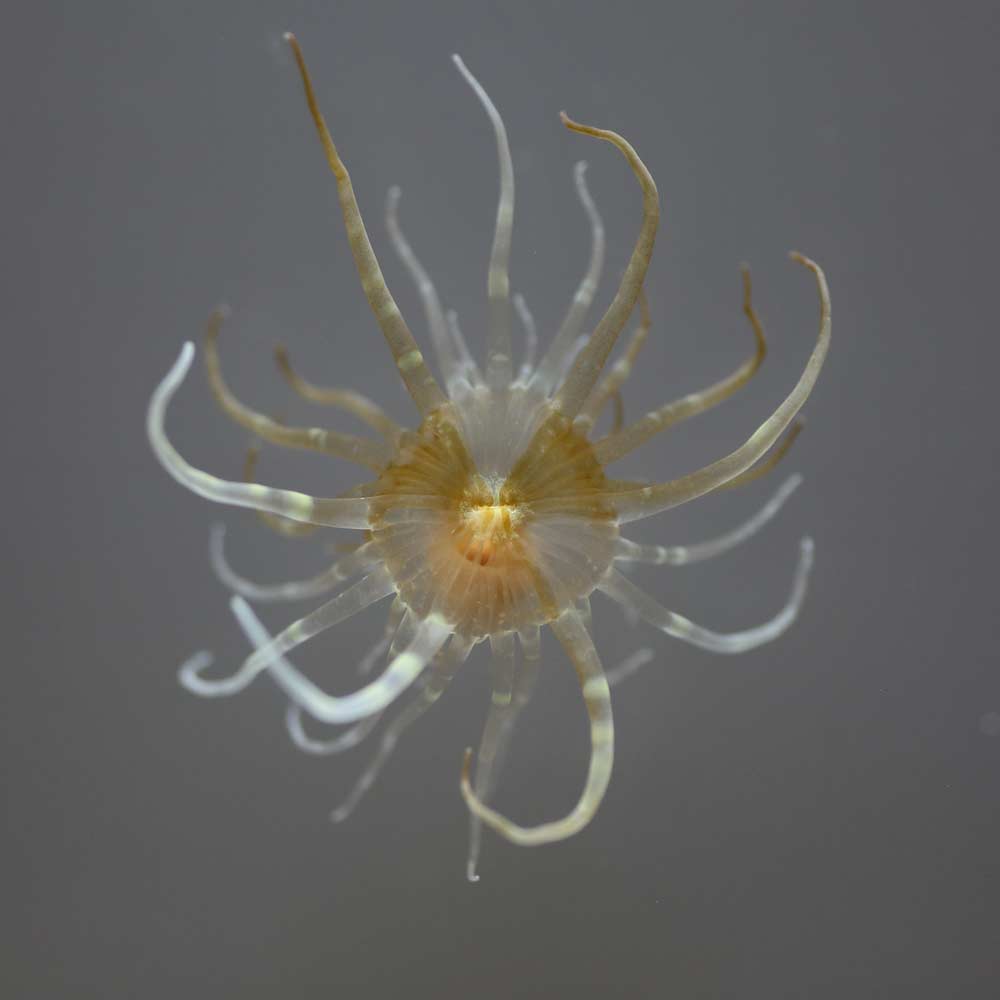 A close up picture of a star-shaped sea creature