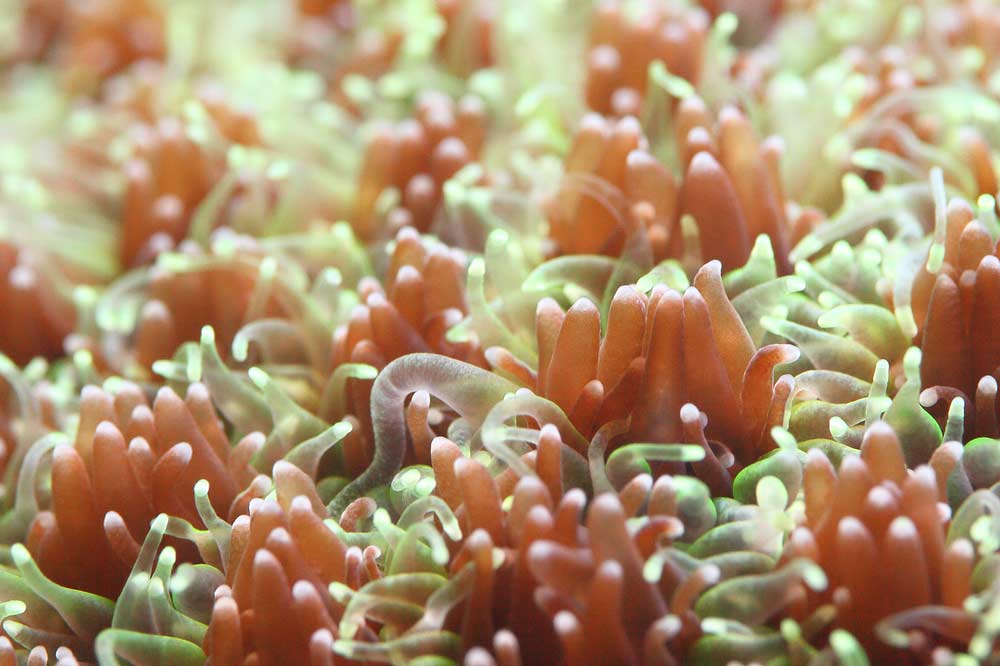 A close up view of a sea anemone