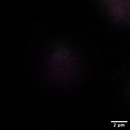An animation of part of the process of symbiosis