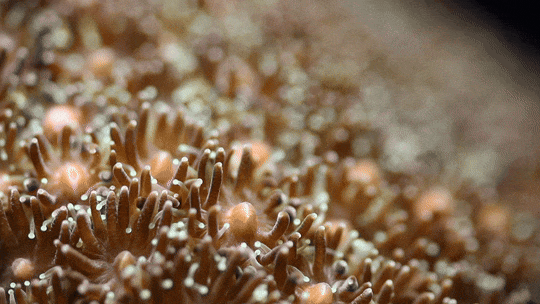 An animated image displaying the process of symbiosis in a sea anemone