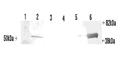 Reed college thesis template picture