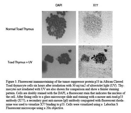 Hardcover thesis binding image