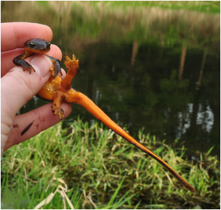 A human hand holding a rough-skinned newt near a pond.
